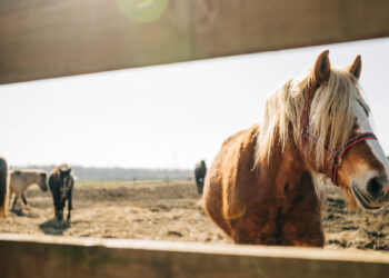 Panattoni BTS i Commercecon wspierają Fundację Centaurus