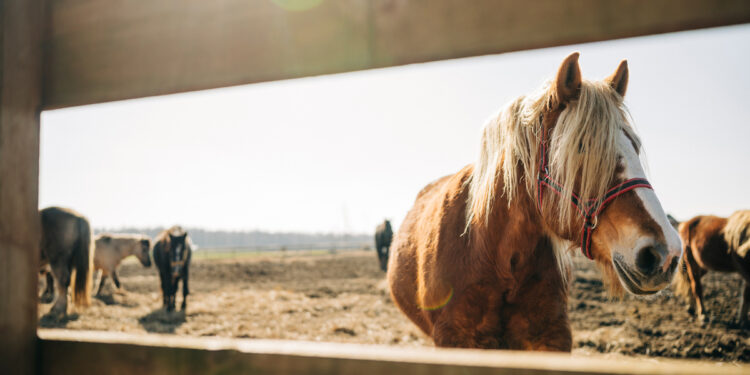 Panattoni BTS i Commercecon wspierają Fundację Centaurus