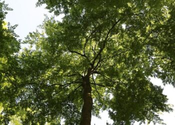 fsc-tydzien-lasow-202