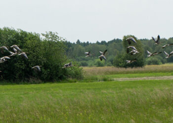 ing-wspiera-bioroznorodnosc