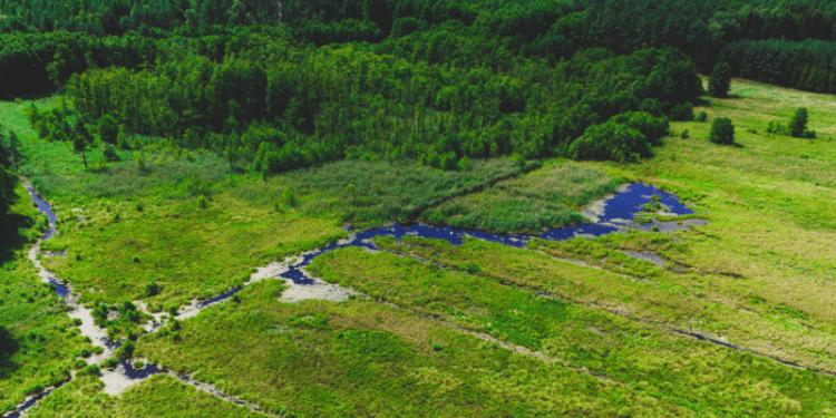 Światowy Dzień Mokradeł -zywiec-wspiera-bioroznorodnosc