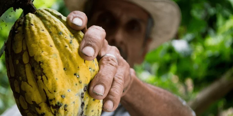 danone-certyfikowane-kakao