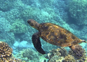 ocean-bioroznorodnosc-bnp-paribas