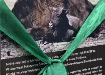 pekao-wolontariat-prcowniczy-csr-esg