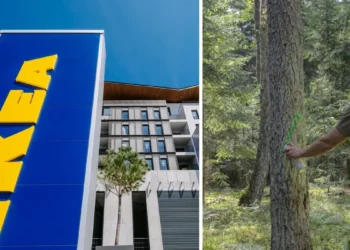 ikea-zarzadzanie-zasobami-lesnym