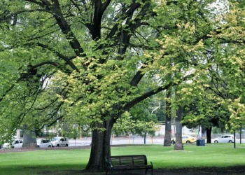 program-czyste-powietrze