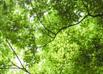 google-2025-environmental-report