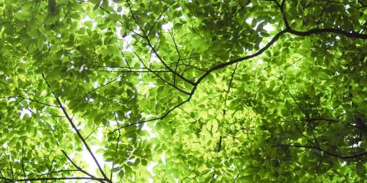 google-2025-environmental-report