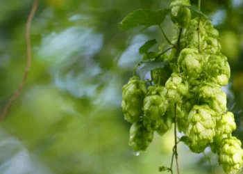 zrownowazony-rozwoj-browar-bosman-raport-wplywu-esg