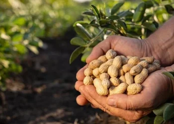 Peanut-Protect - program-Mars