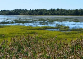 mokradla-ochrona-bioroznorodnosci