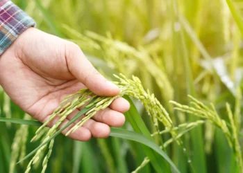 zrownowazona-produkcja