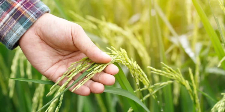 zrownowazona-produkcja