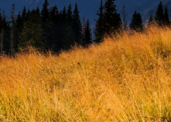 credit-agricole-wspiera-bioroznorodnosc-polskich-parkow-narodowych