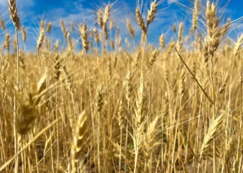 rolnictwo-regeneratywne