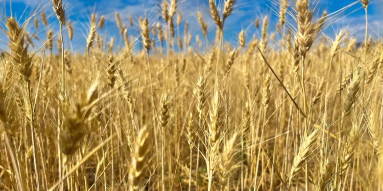 rolnictwo-regeneratywne