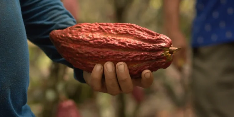 zrownowazone-kakao-mars