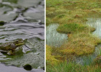 cpk-ochrona-bioroznorodnosci-port-polska