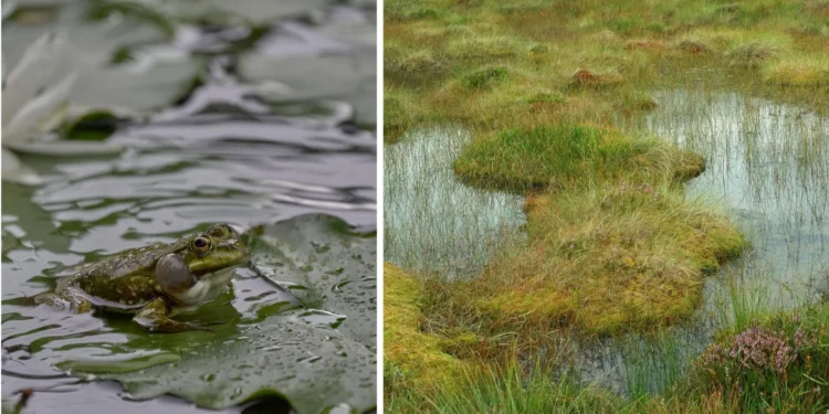 cpk-ochrona-bioroznorodnosci-port-polska