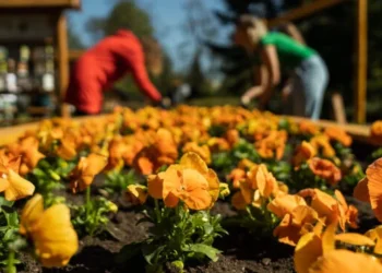 orange-dzialania-esg