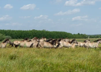 Lidl-WWF-partnerstowo2026_csr