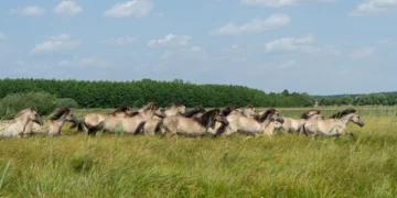 Lidl-WWF-partnerstowo2026_csr