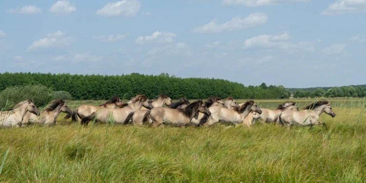 Lidl-WWF-partnerstowo2026_csr