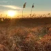 WWF Polska_ochrona-bioroznorodnosci