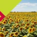 imc-docenione-za-zrownowazone-rolnictwo-resilience-mark